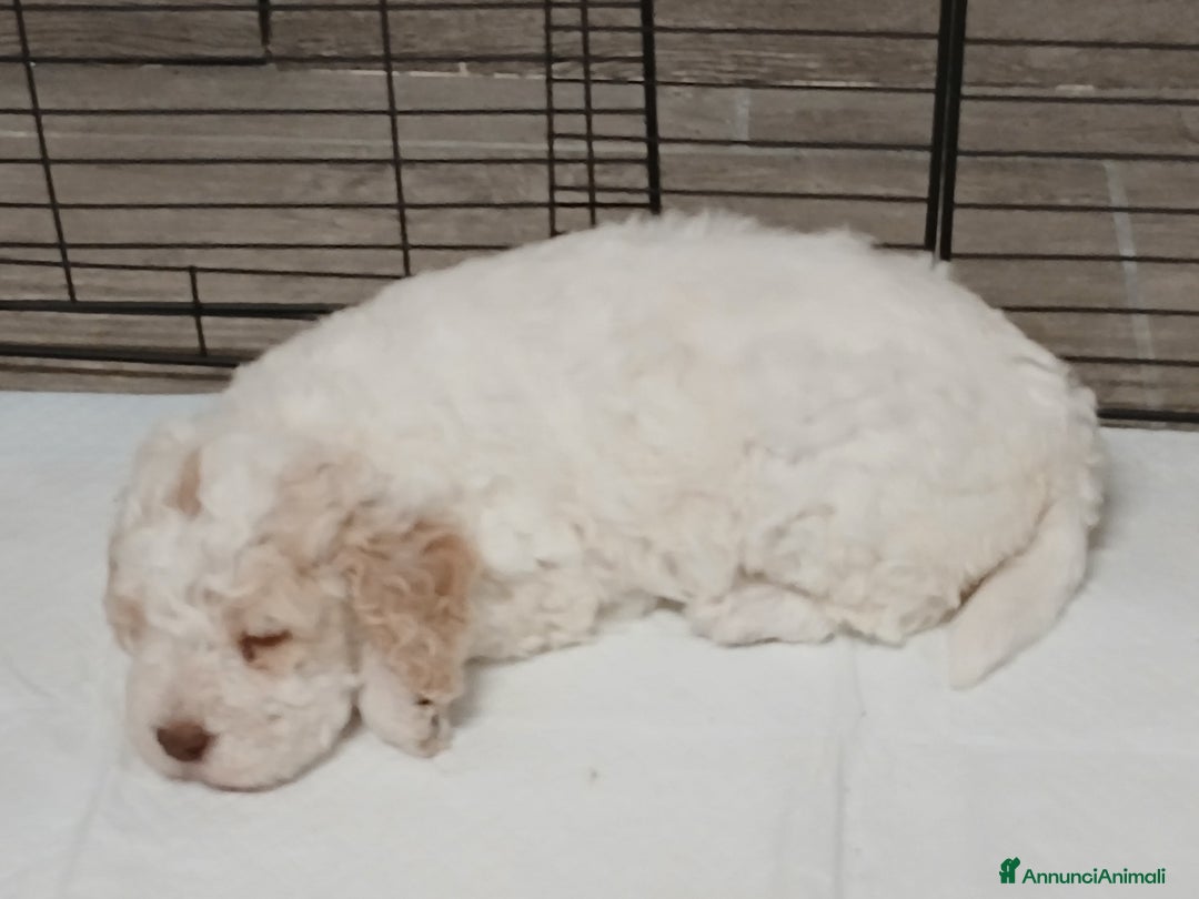 Meticcio cani in vendita: Cuccioli disponibili  - Annuncio 7