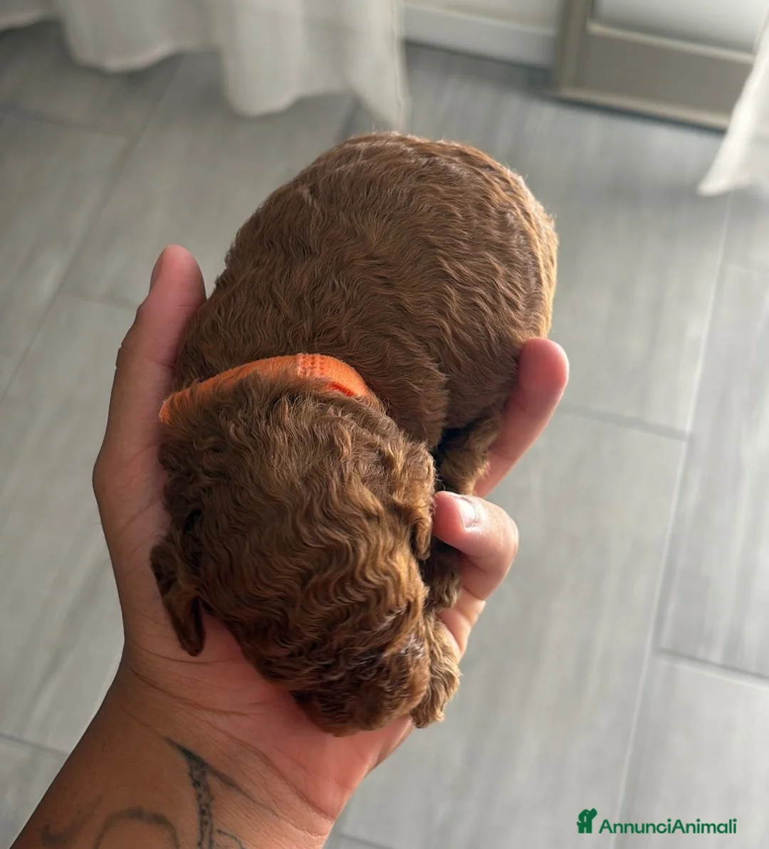Barboncino Toy cani in vendita: Barboncini toy  - Annuncio 9