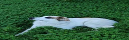 Pastore della Sila cani in regalo: Lunita - Annuncio 4