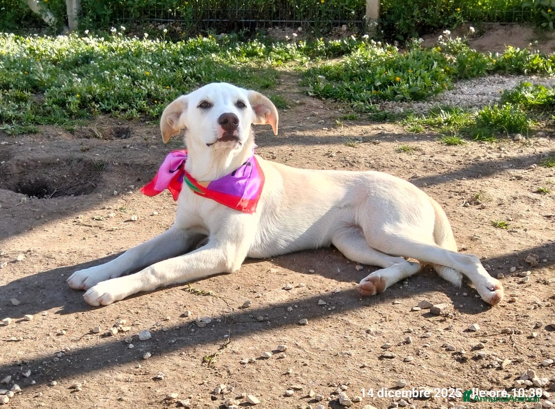 Meticcio cani in regalo: Erika una cucciolona rimasta sola - Annuncio 4