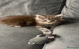 Maine Coon gatti in vendita: Cucciolata Maine coon - Immagine 7