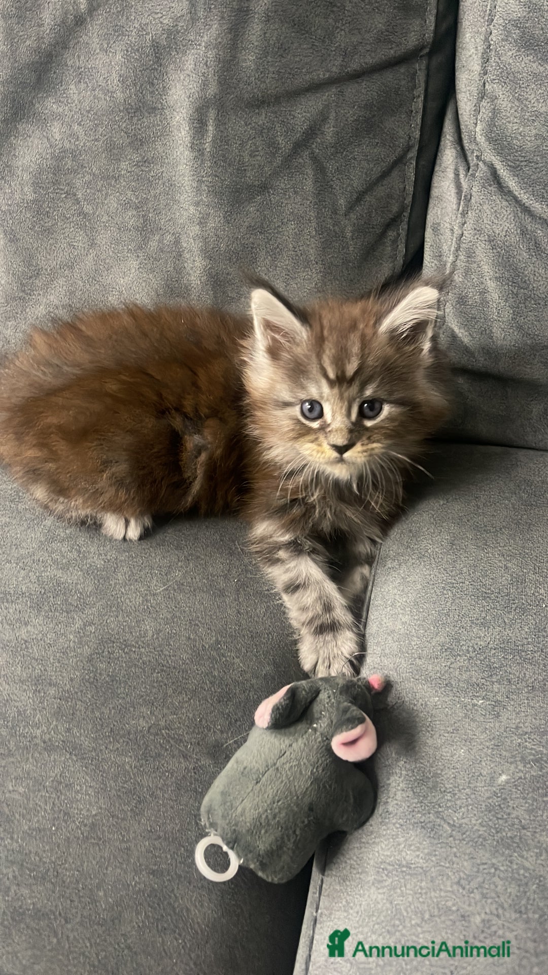 Maine Coon gatti in vendita: Cucciolata Maine coon - Immagine 7