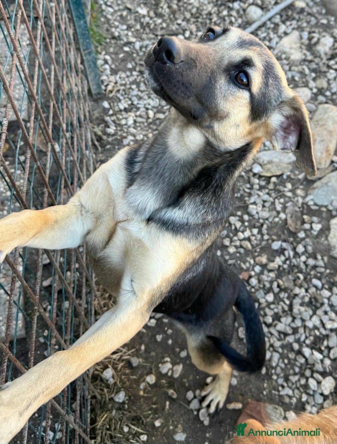 Meticcio cani in regalo: Gioia 6 mesi taglia piccola  - Annuncio 5