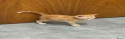 Meticcio gatti in regalo: Regaliamo due gattini - Annuncio 2