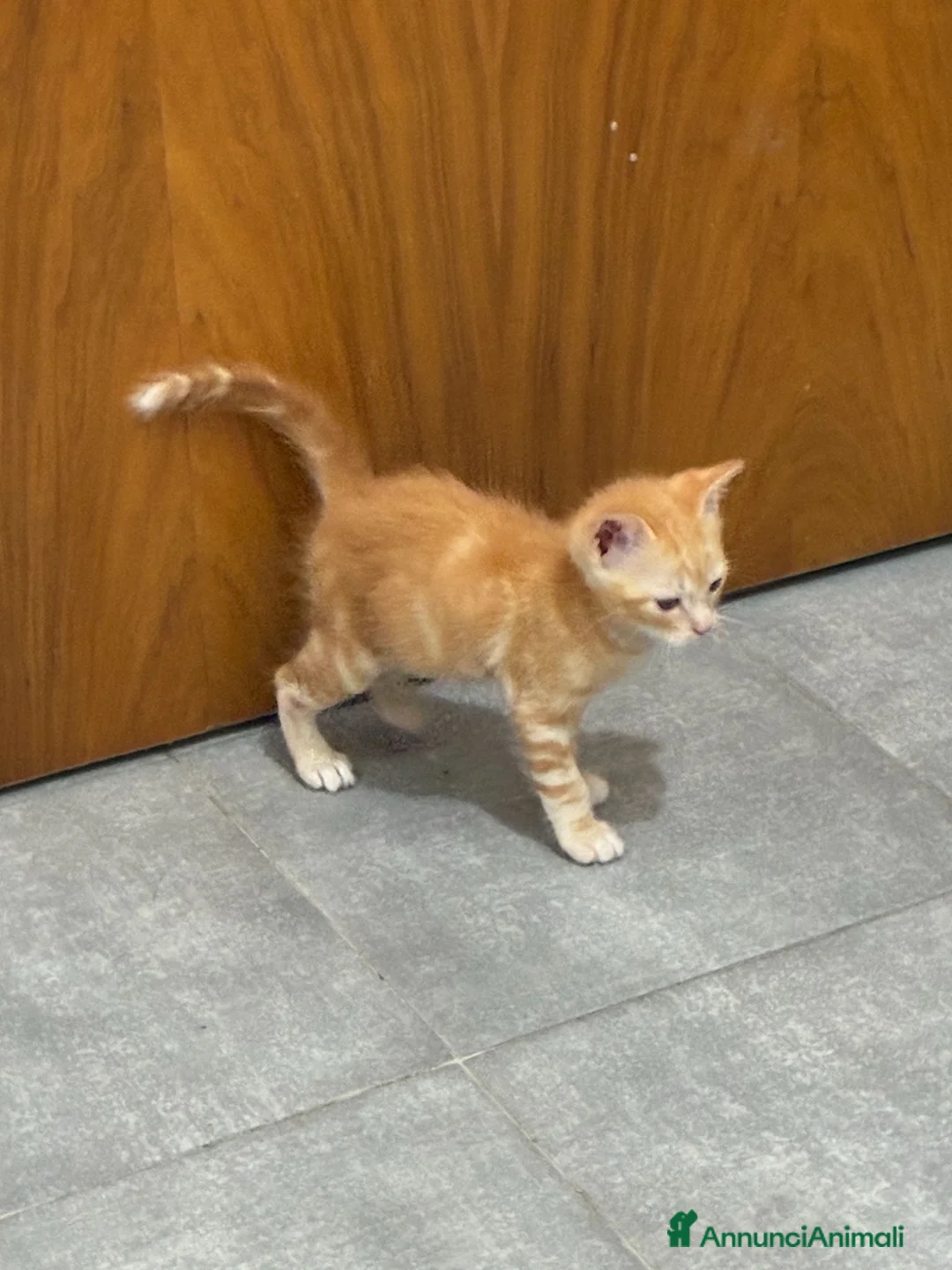 Meticcio gatti in regalo: Regaliamo due gattini - Annuncio 2