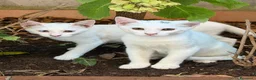 Europeo gatti in regalo: Gattini bianchi a Città metropolitana di Roma Capitale - Annuncio 1