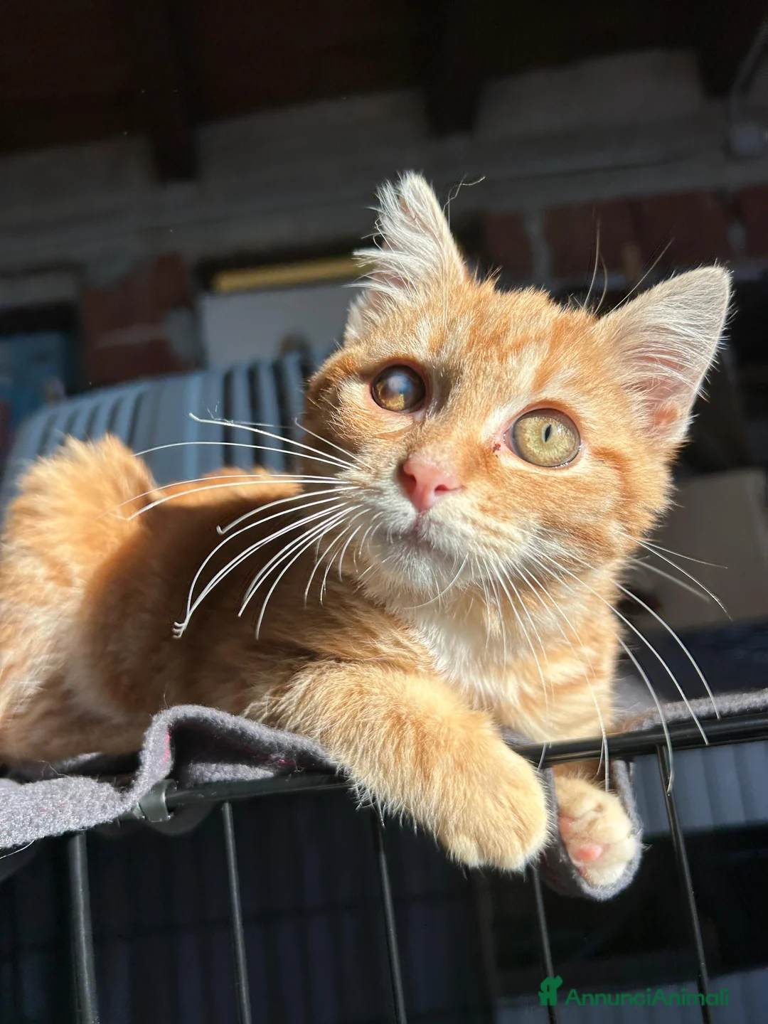 Europeo gatti in regalo: STRILLO CERCA CASA ❤️ - Annuncio 1