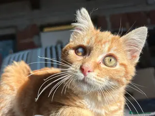 Europeo gatti STRILLO CERCA CASA ❤️ - Annuncio 24