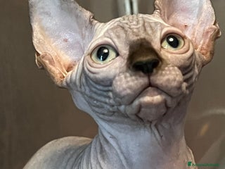Sphynx gatti Sphynx a Città metropolitana di Roma Capitale - Annuncio 24