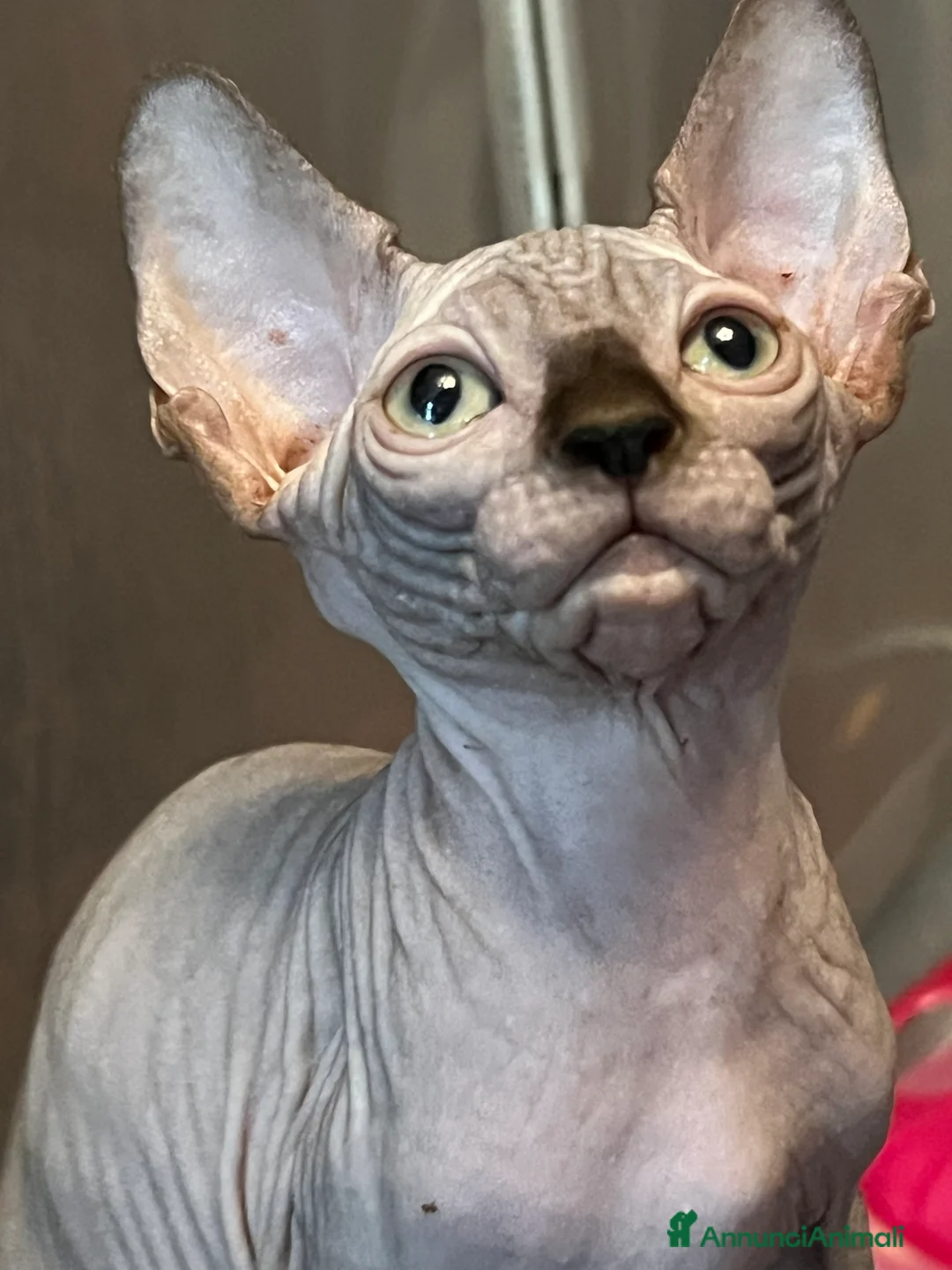 Sphynx gatti in vendita: Sphynx  a Città metropolitana di Roma Capitale - Annuncio 1