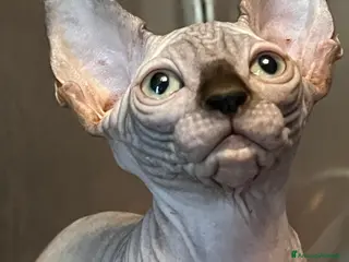 Sphynx gatti Sphynx a Città metropolitana di Roma Capitale - Annuncio 41
