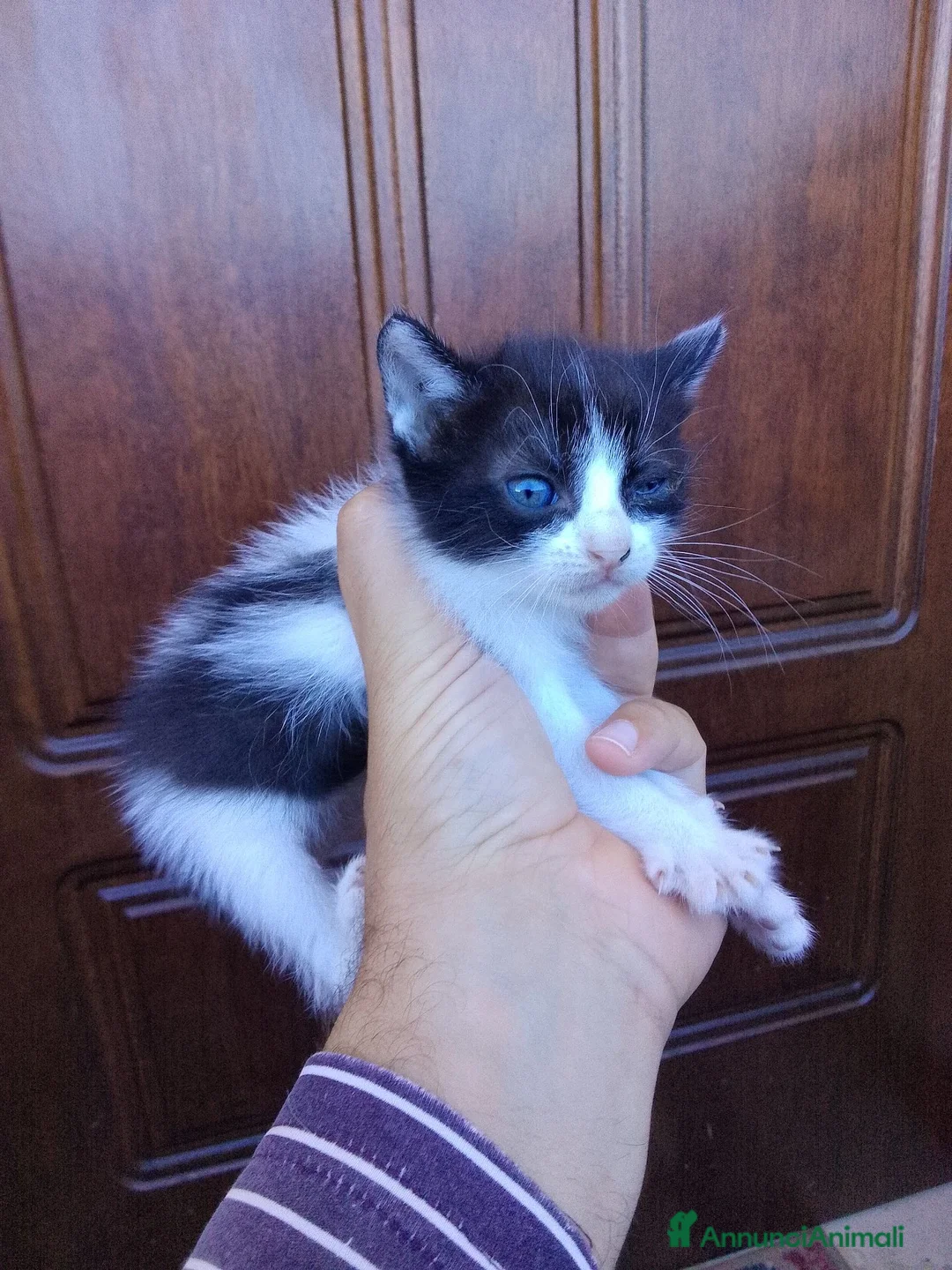 Europeo gatti in regalo: Micetti cercano casa a Provincia di Pisa - Annuncio 3