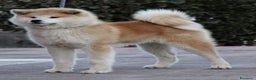 Akita Inu cani in vendita: Ultima Cucciola Femmina disponibile  - Annuncio 5