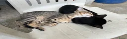 Altre razze gatti in regalo: Gattini - Annuncio 3