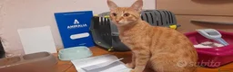 Meticcio gatti in regalo: Gattina bellissima in Regalo  a Provincia autonoma di Bolzano - Alto Adige - Annuncio 2
