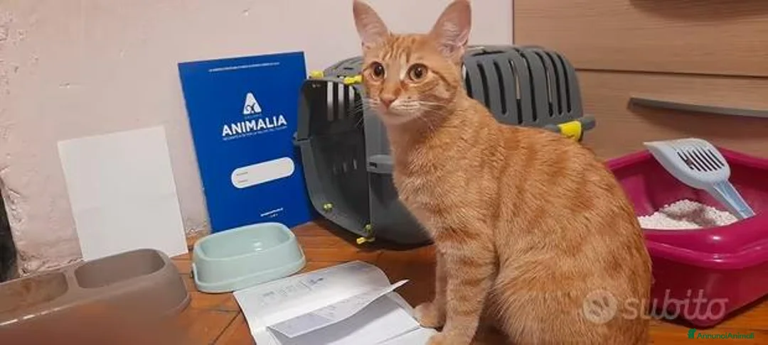 Meticcio gatti in regalo: Gattina bellissima in Regalo  a Provincia autonoma di Bolzano - Alto Adige - Annuncio 2