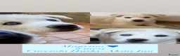 Meticcio cani in vendita: Cuccioli di Huskita - Annuncio 4