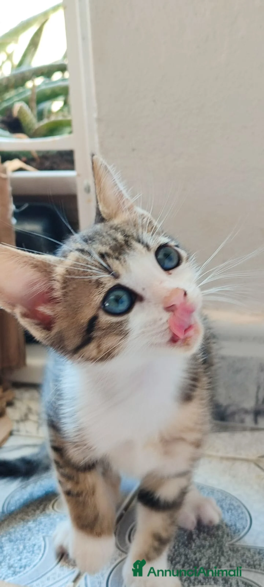 Europeo gatti in regalo: Milù bellissima micina con gli occhi blu - Annuncio 2