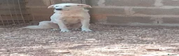 Meticcio cani in regalo: Bijoux e Tobia fratelli bravi e inseparabili - Annuncio 25