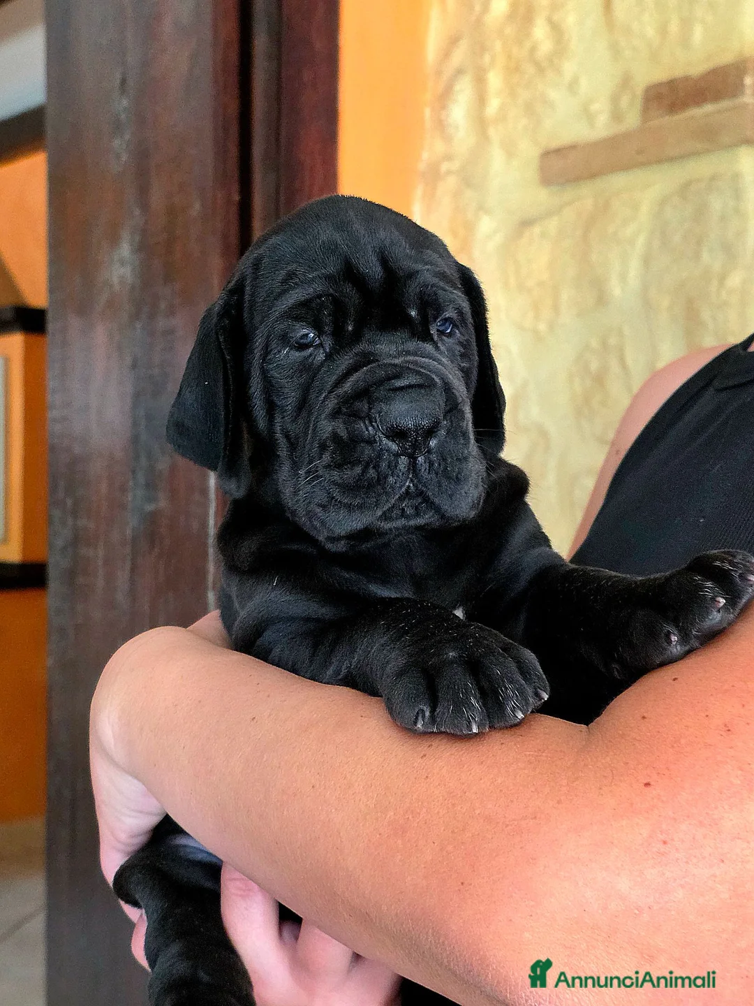 Alano cani in vendita: Cuccioli di Alano Blu e Neri con pedigree Enci - Annuncio 1