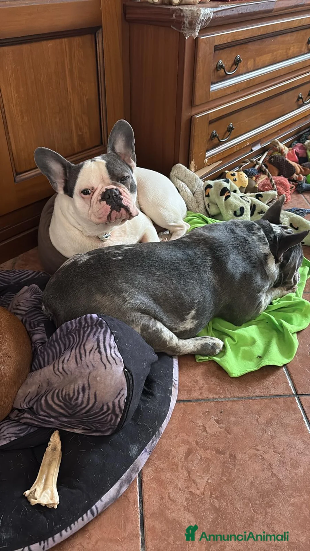 Bulldog Francese cani in vendita: 2 Bulldog francesi a Provincia di Modena - Annuncio 2