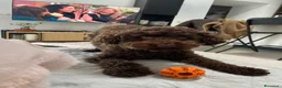 Barboncino Toy cani per accoppiamento: Barboncino Toy Cioccolato - Annuncio 5