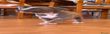 Pitbull 2