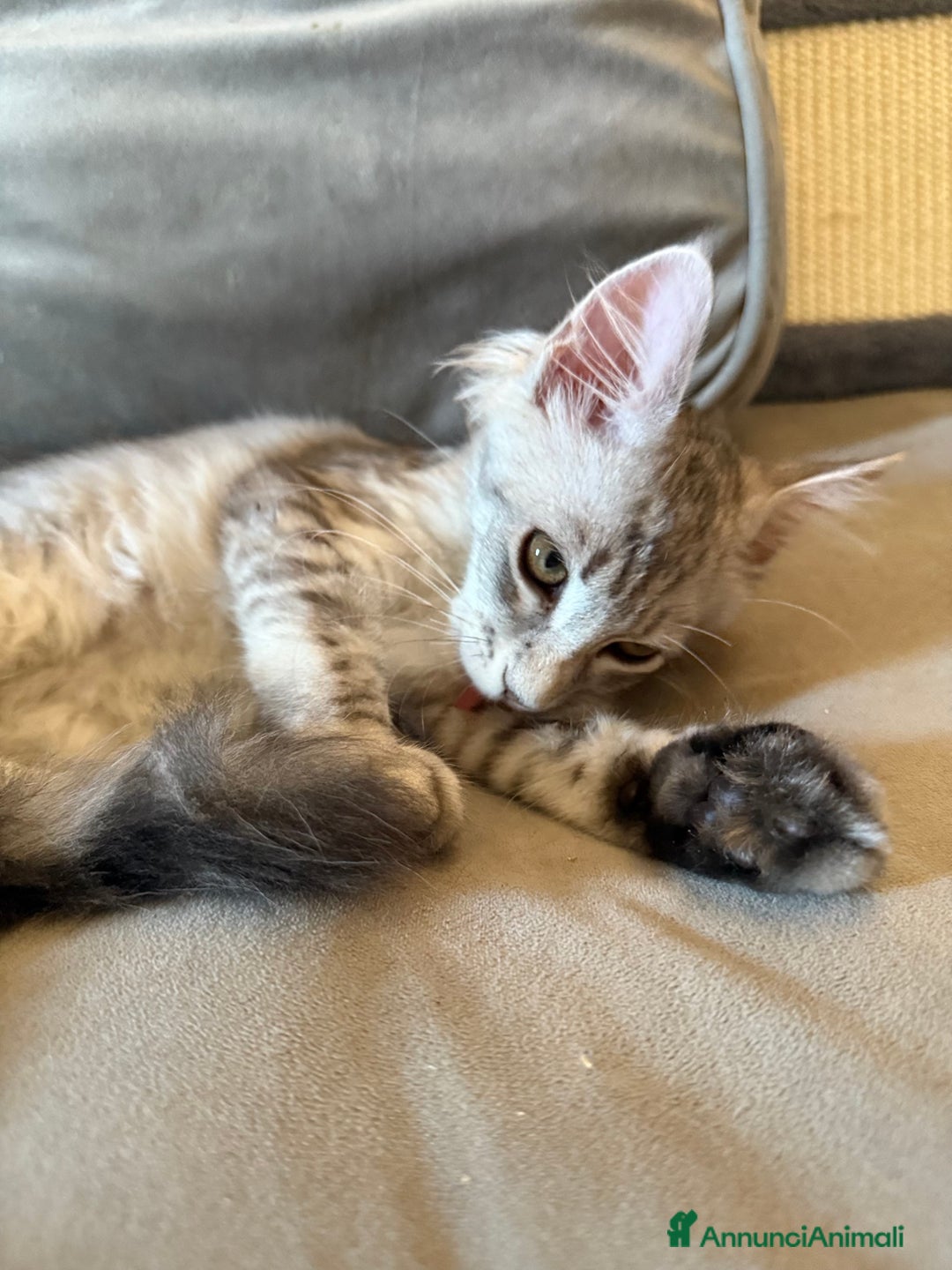 Maine Coon gatti in vendita: Dolcissima gattina Maine coon  a Città metropolitana di Roma Capitale - Immagine 7