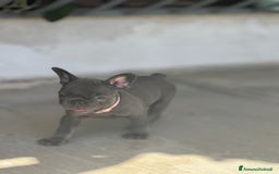 Bulldog Francese cani in vendita: Cuccioli di Bulldog Francesci a Città Metropolitana di Napoli - Immagine 3
