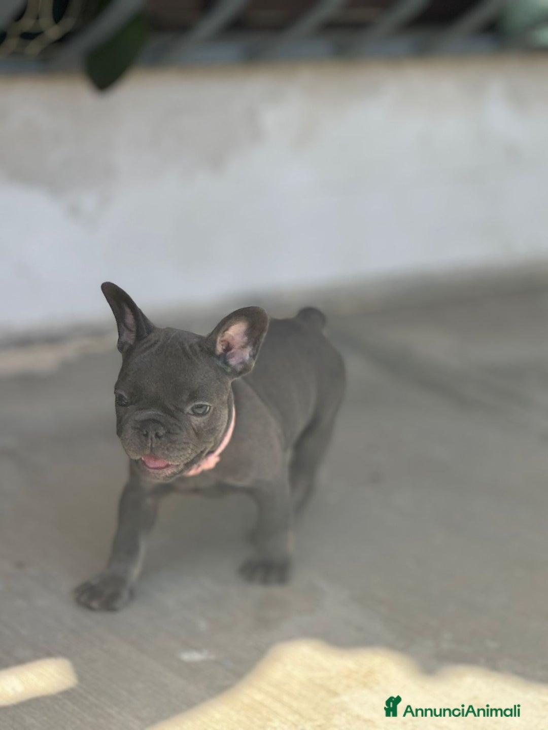 Bulldog Francese cani in vendita: Cuccioli di Bulldog Francesci a Città Metropolitana di Napoli - Immagine 3
