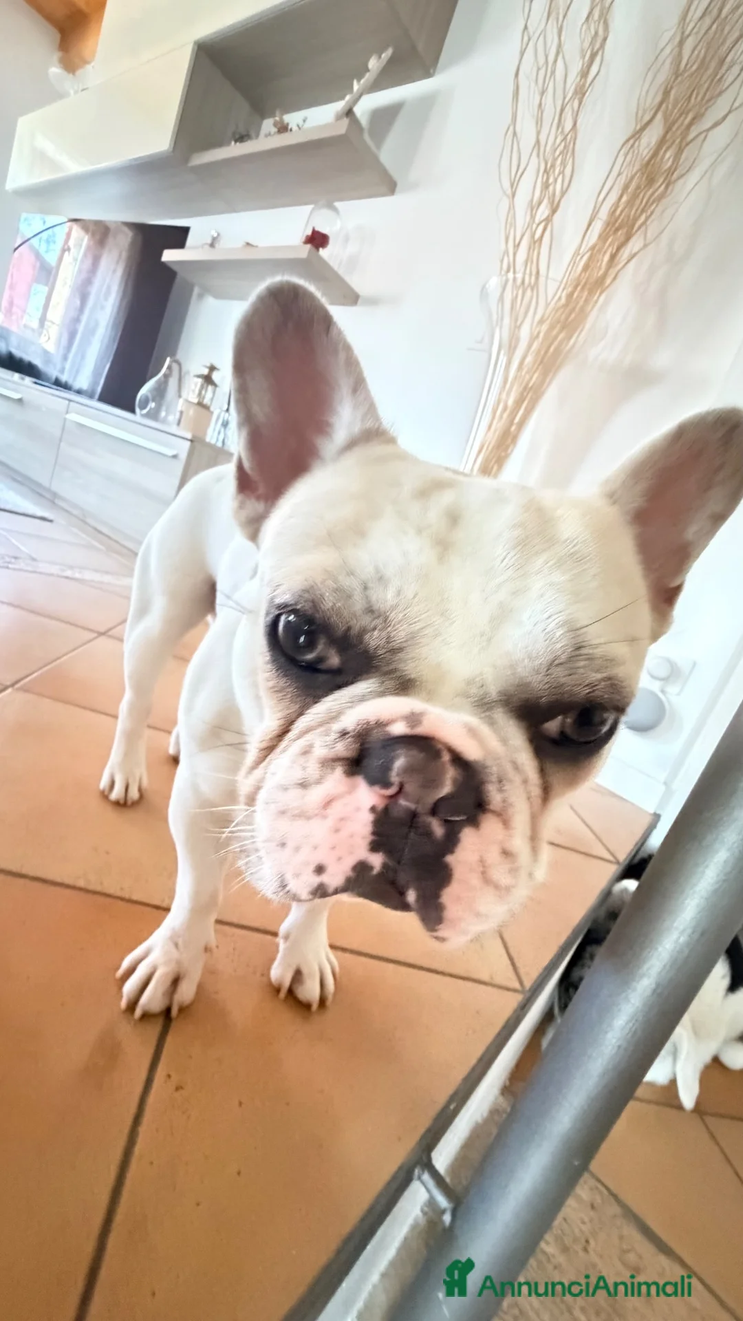 Bulldog Francese cani in regalo: Bulldog francese di un anno  a Provincia di Verona - Annuncio 7