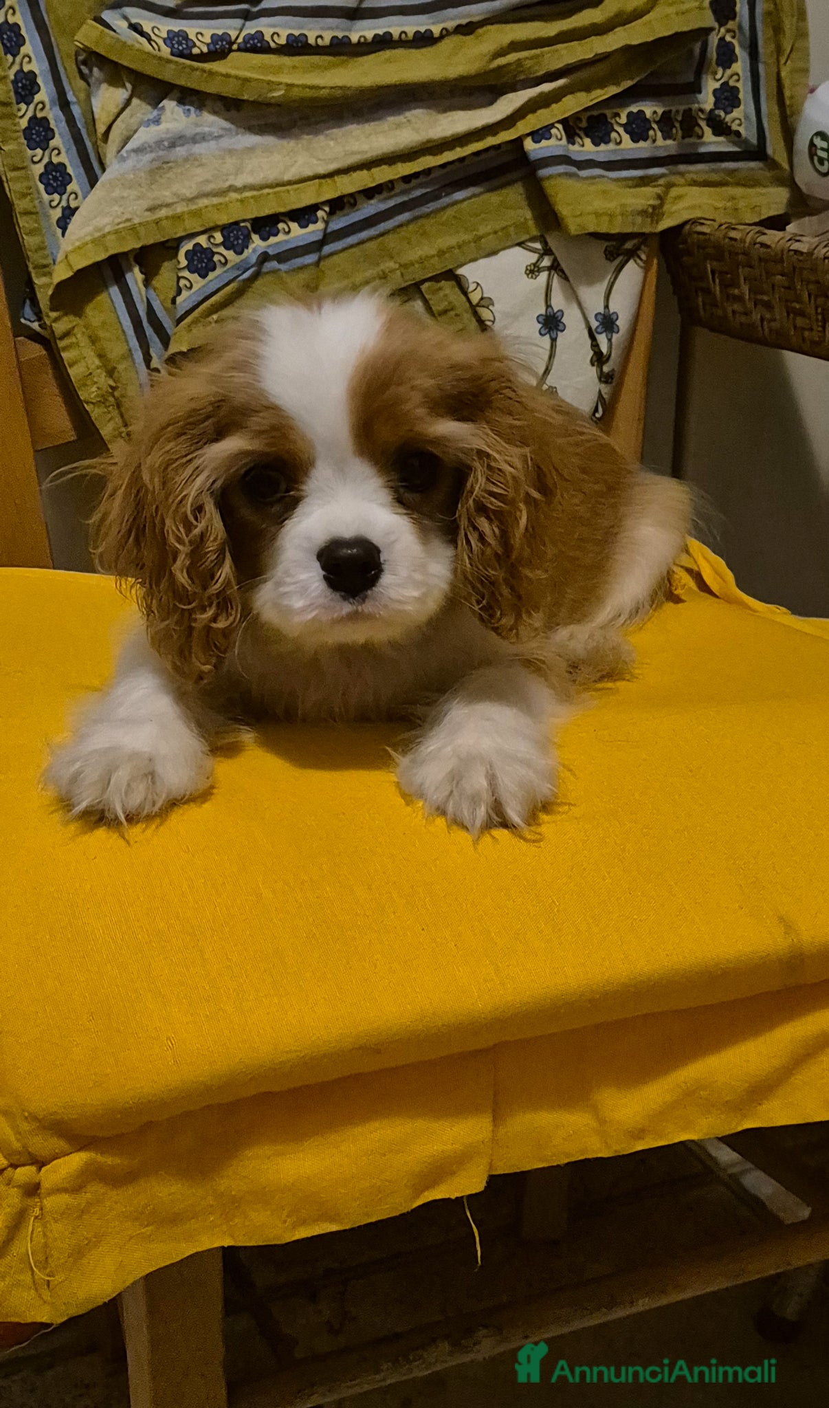 Cavalier King cani Cucciolo maschio di Cavalier king - Annuncio 1