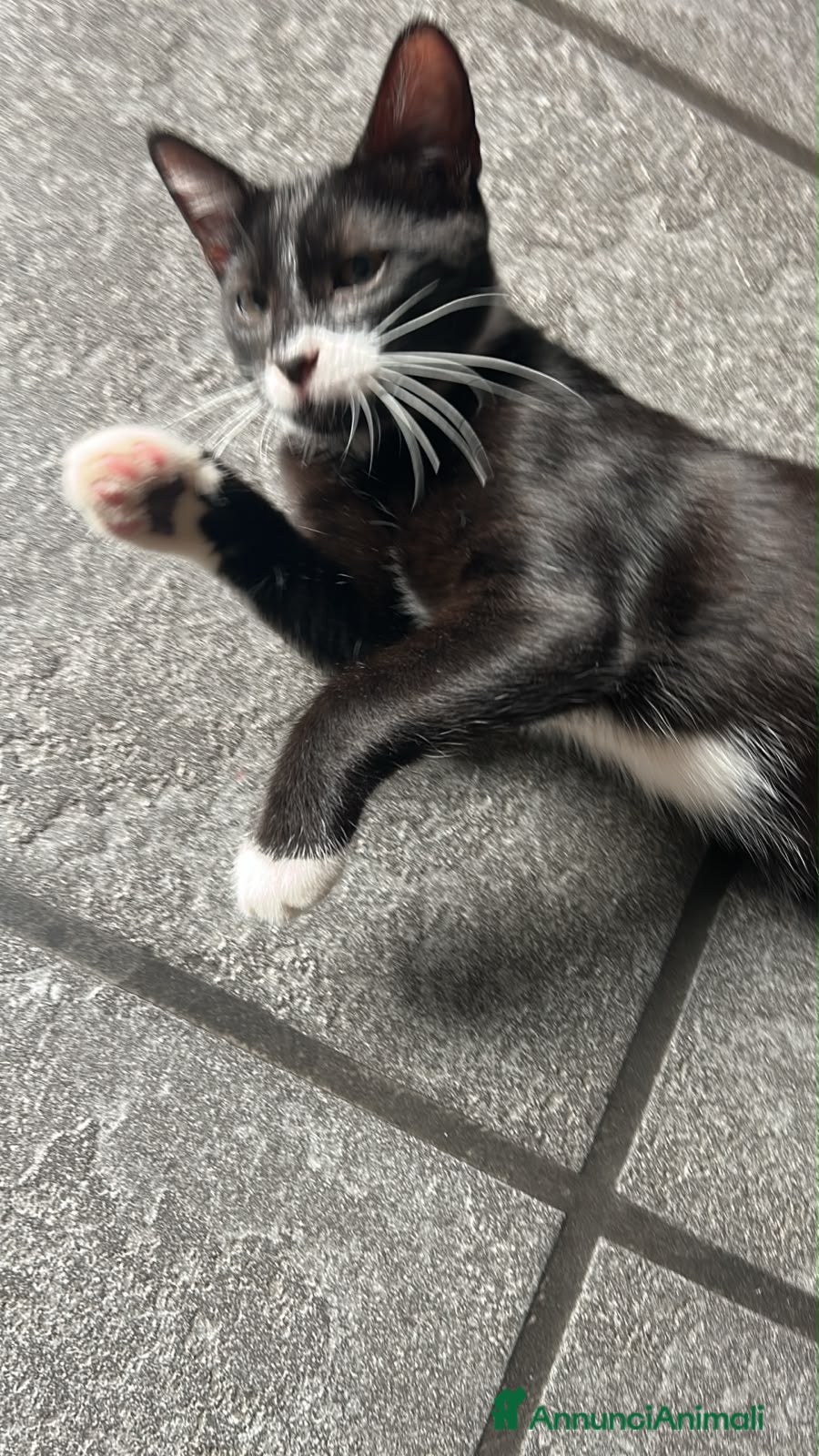 Meticcio gatti Regalo gattino  - Annuncio 2