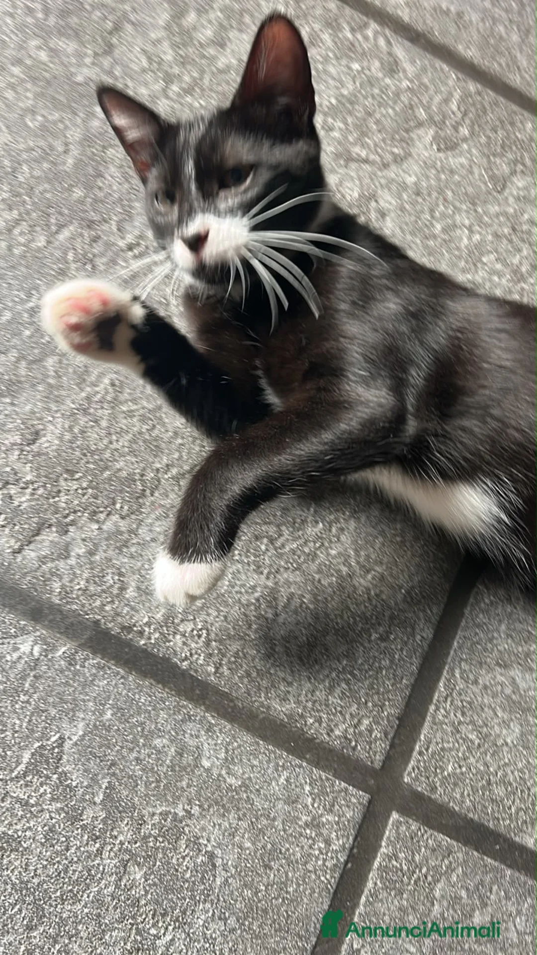 Meticcio gatti in regalo: Regalo gattino  - Annuncio 1