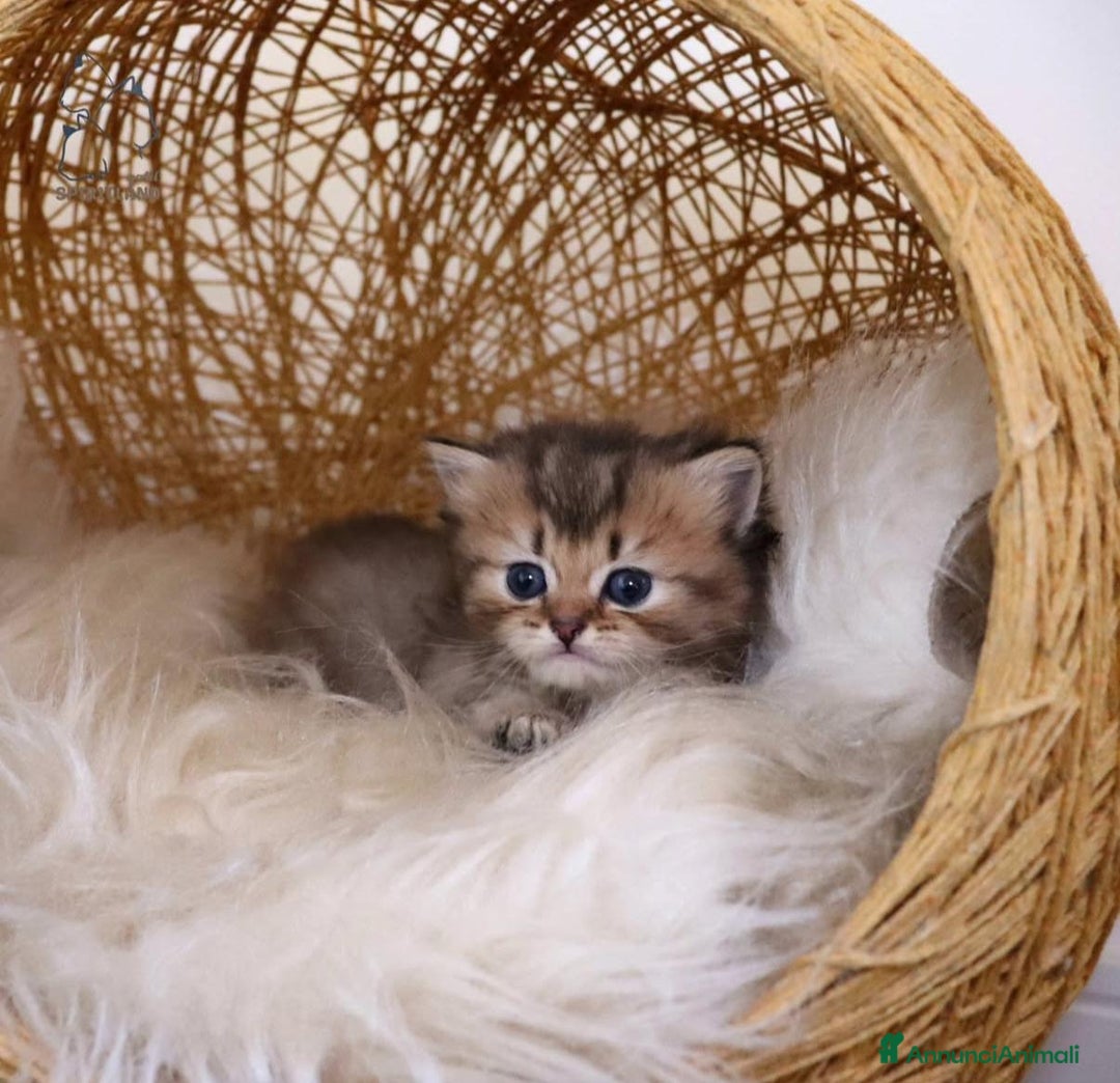 British gatti in vendita: Bellissimi cuccioli di british shorthair  - Annuncio 3