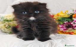 Scottish gatti in vendita: Scottish fold Occhi Azzurri  a Città Metropolitana di Genova - Immagine 4