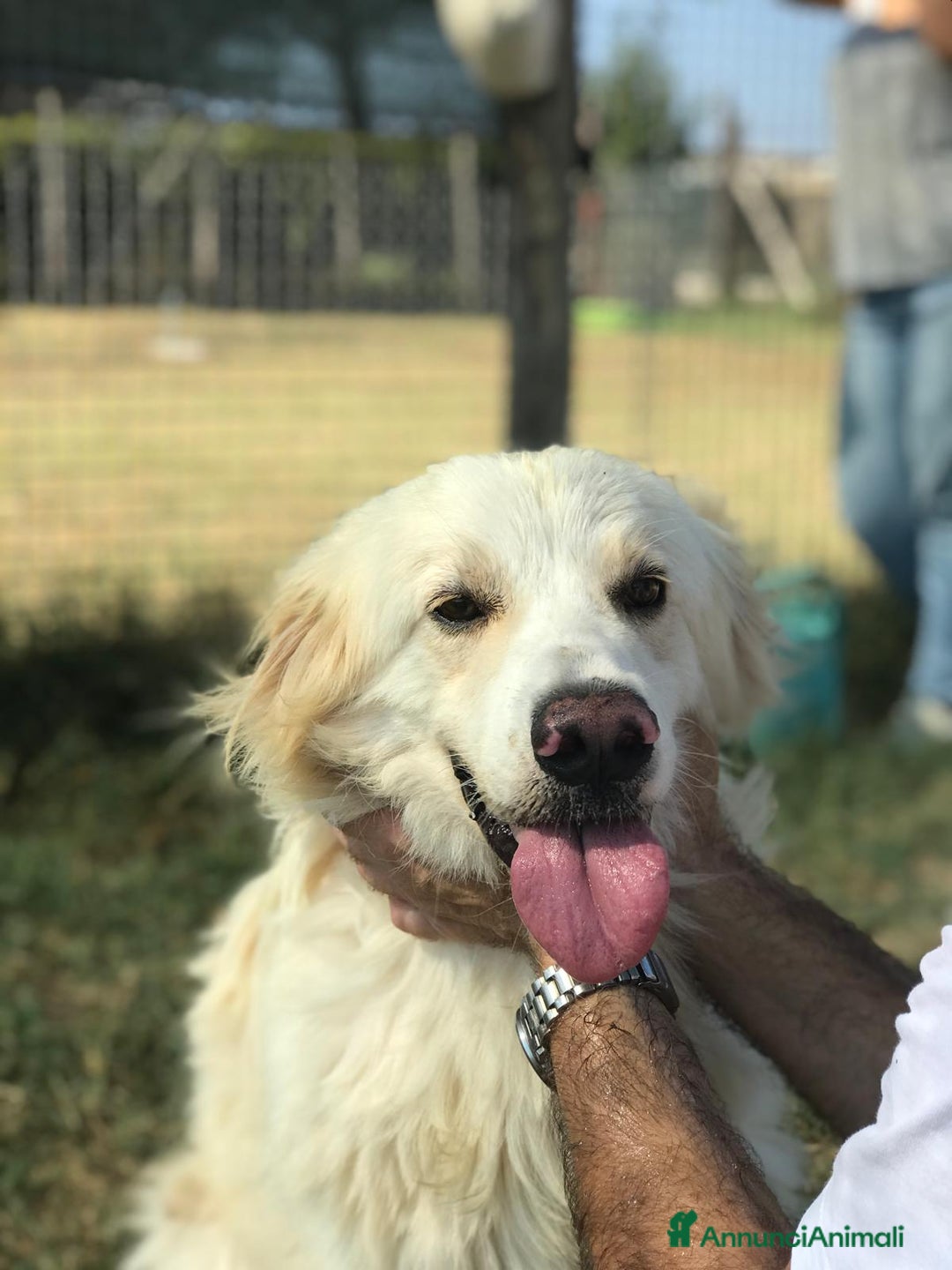 Meticcio cani in regalo: Ricky quanta dolcezza, derivato golden a Provincia di Latina - Annuncio 7