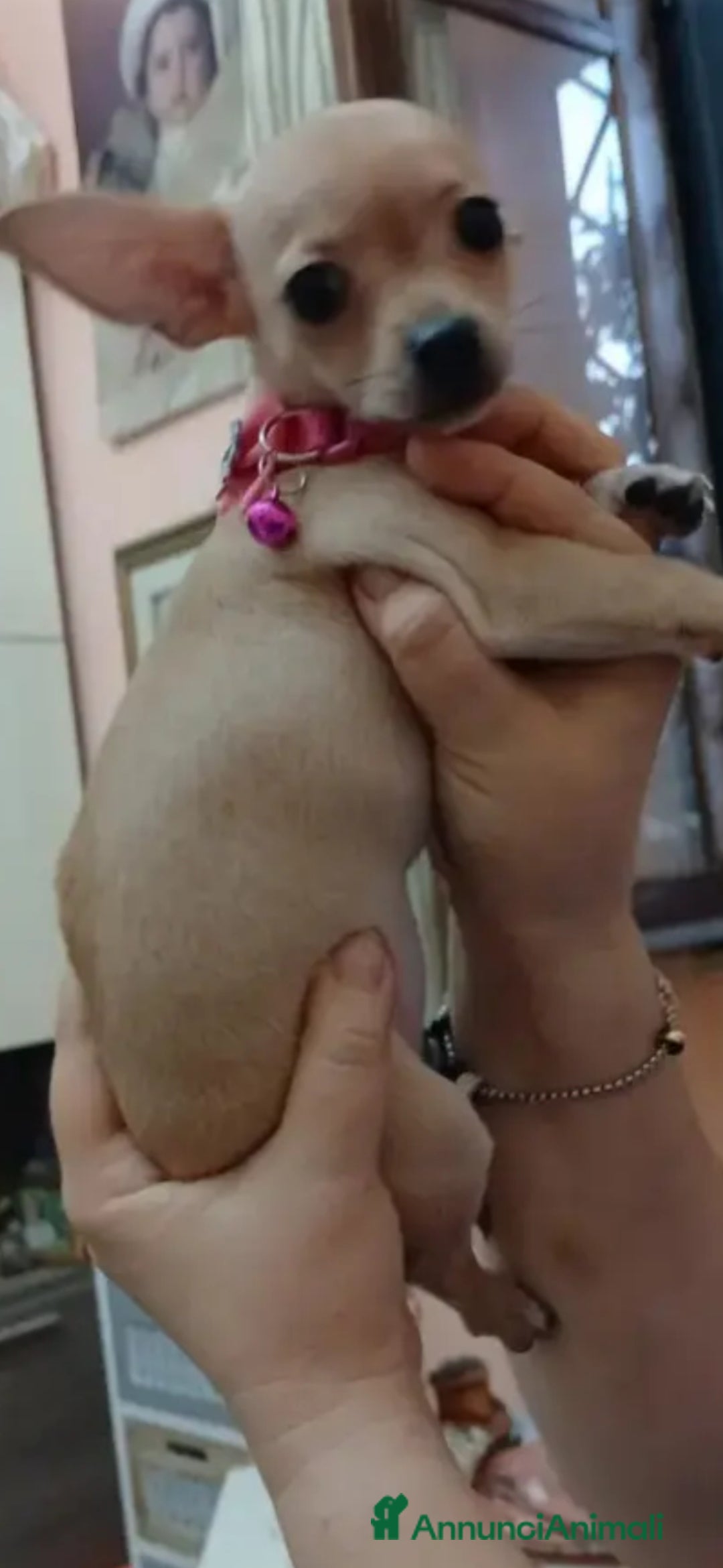 Chihuahua cani in vendita: Chihuahua cucciolini  bellissimi - Annuncio 17
