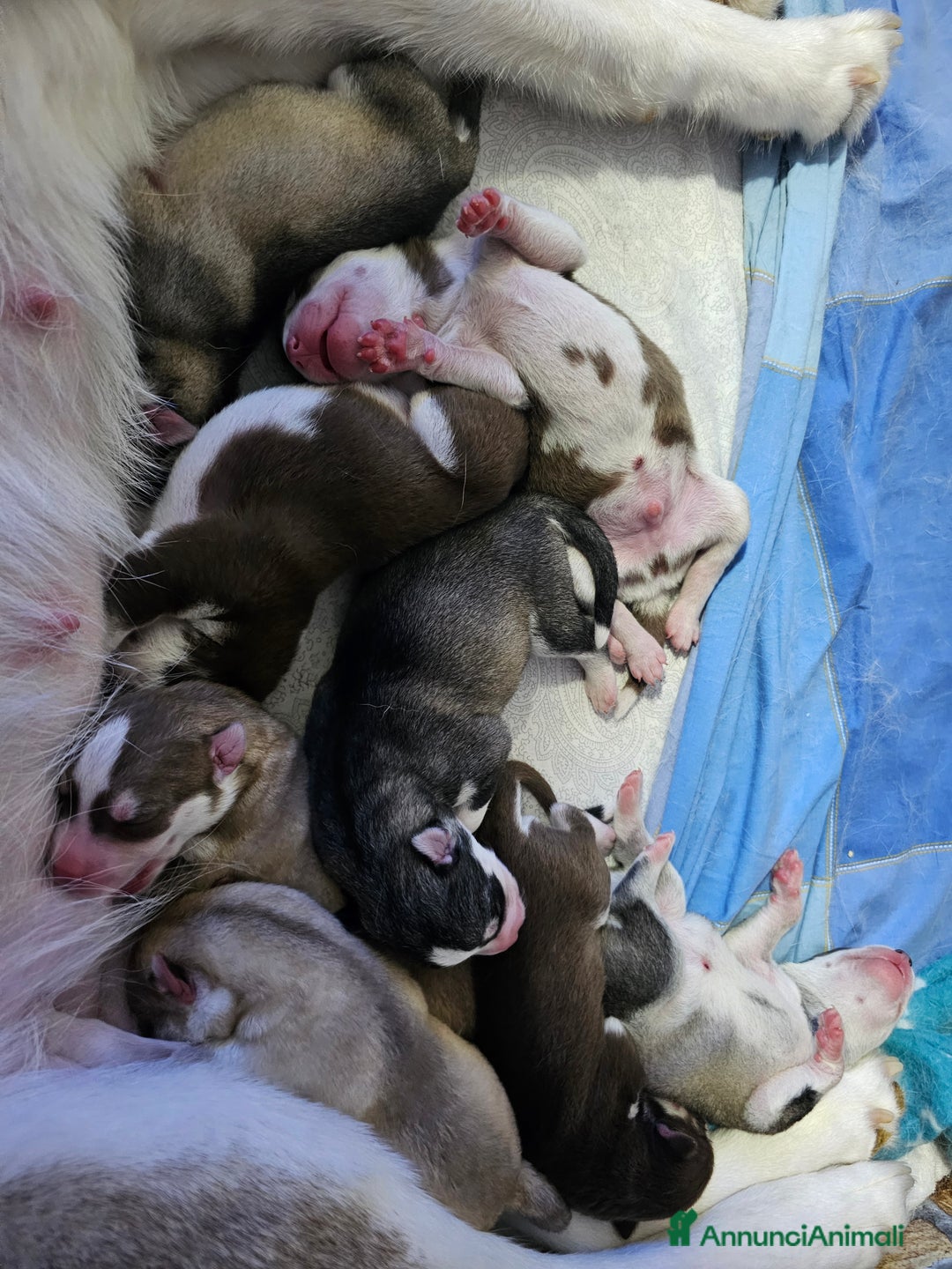 Husky cani in vendita: Husky - Annuncio 2