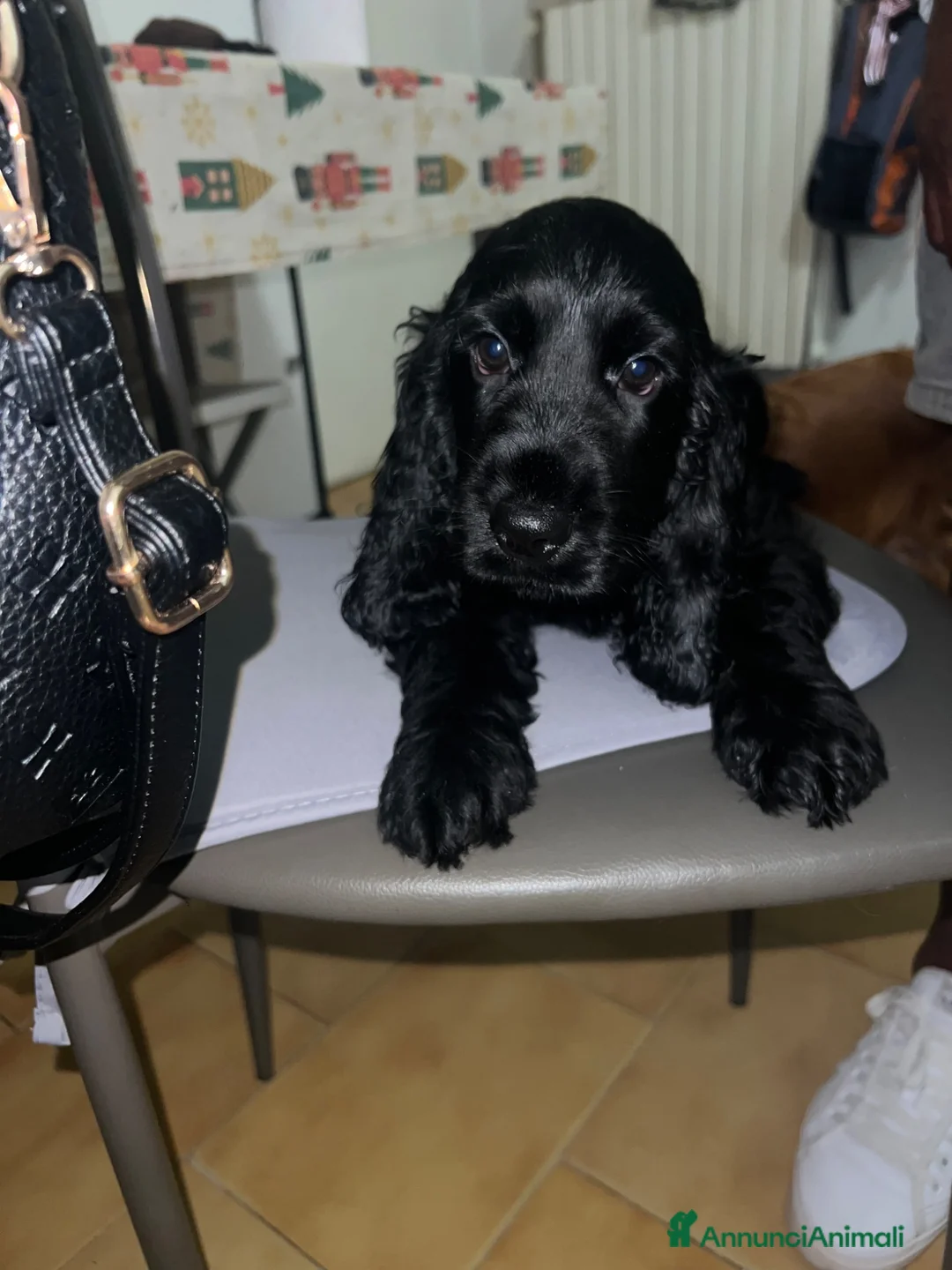 Cocker cani in vendita: Cucciolo cocker spaniel  - Annuncio 2