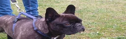 Bulldog Francese cani in regalo: ETTORE BULLDOG FRANCESE HA BISOGNO DI UNA CASA - Annuncio 2
