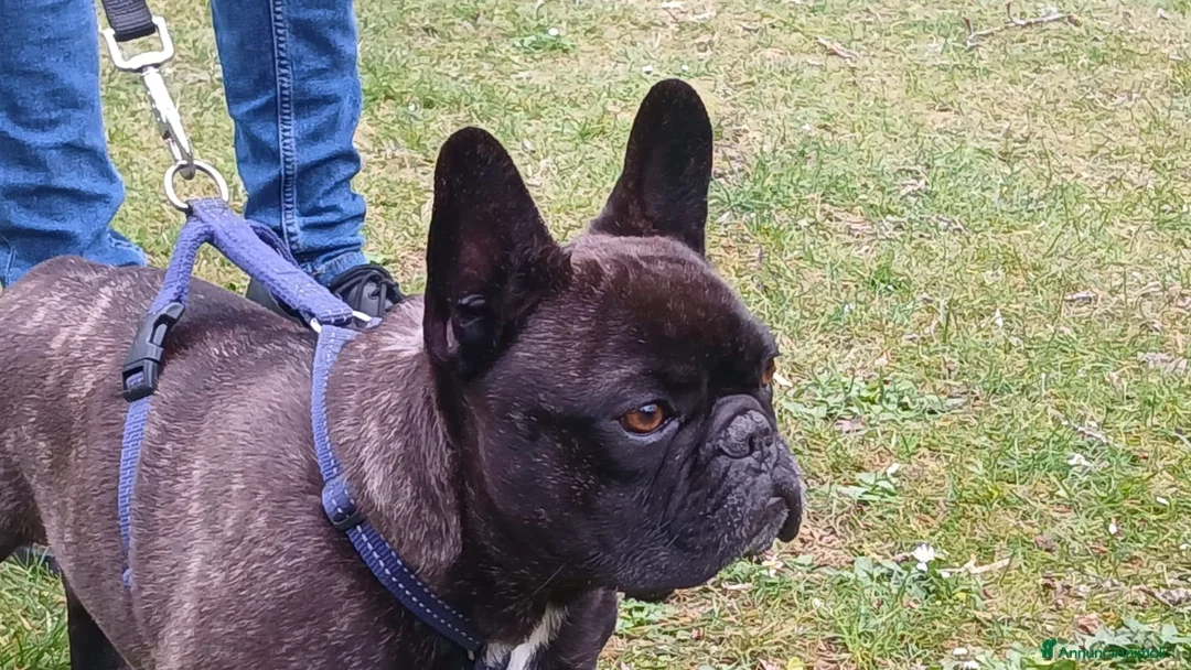 Bulldog Francese cani in regalo: ETTORE BULLDOG FRANCESE HA BISOGNO DI UNA CASA - Annuncio 2