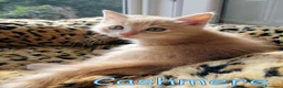Europeo gatti in regalo: 🐾    GOLFINO E CASHMERE GATTINI DOLCISSIMI - Annuncio 2
