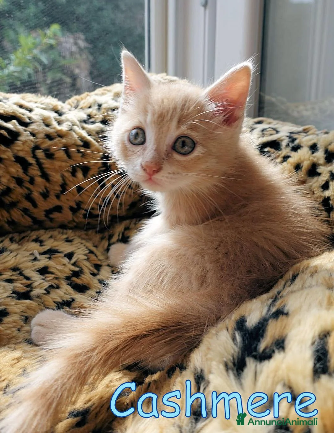 Europeo gatti in regalo: 🐾    GOLFINO E CASHMERE GATTINI DOLCISSIMI - Annuncio 2