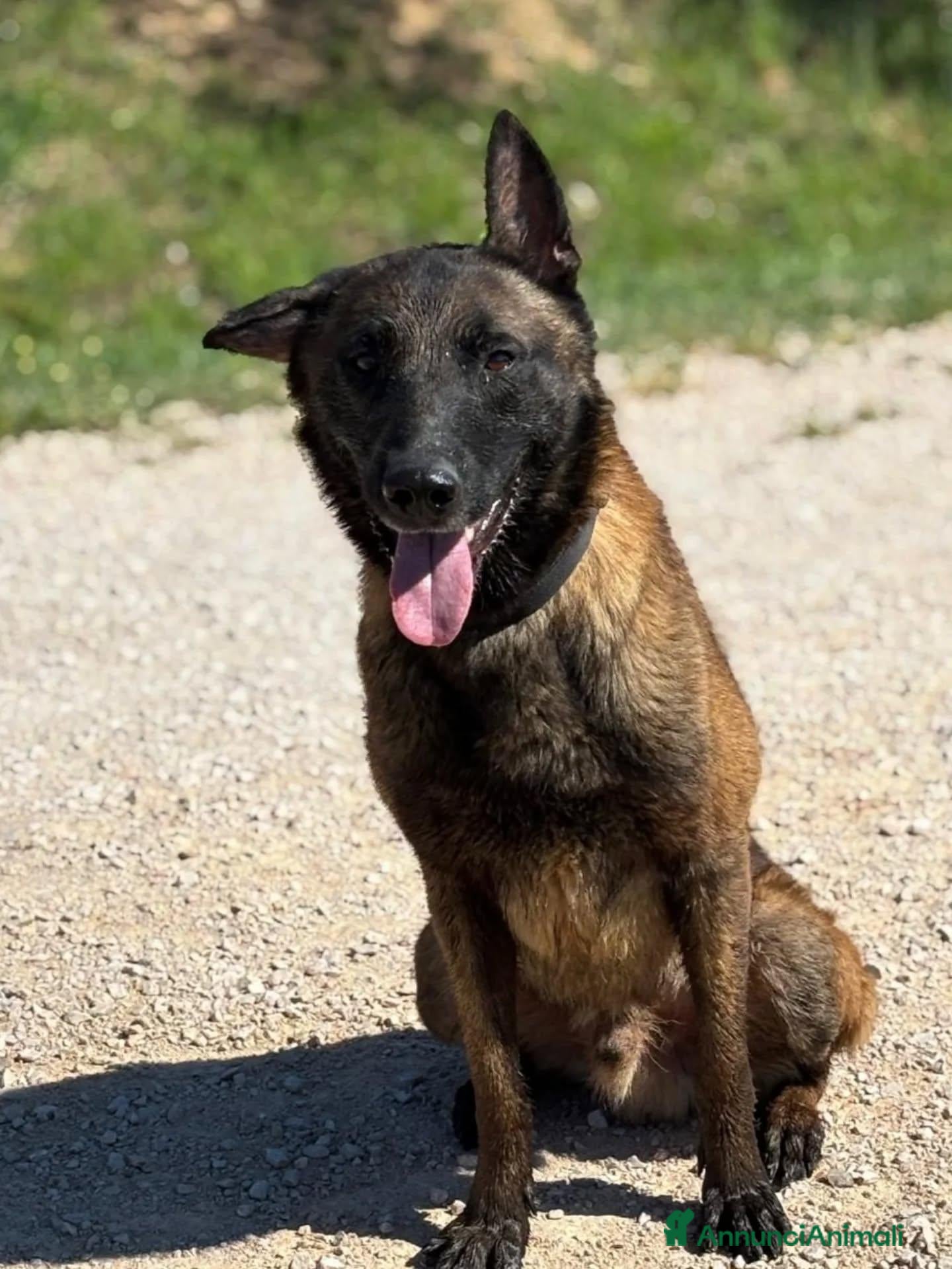 Pastore Belga cani in regalo: Riuk pastore belga malinois cerca casa  - Annuncio 1