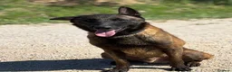 Pastore Belga cani in regalo: Riuk pastore belga malinois cerca casa  - Annuncio 1