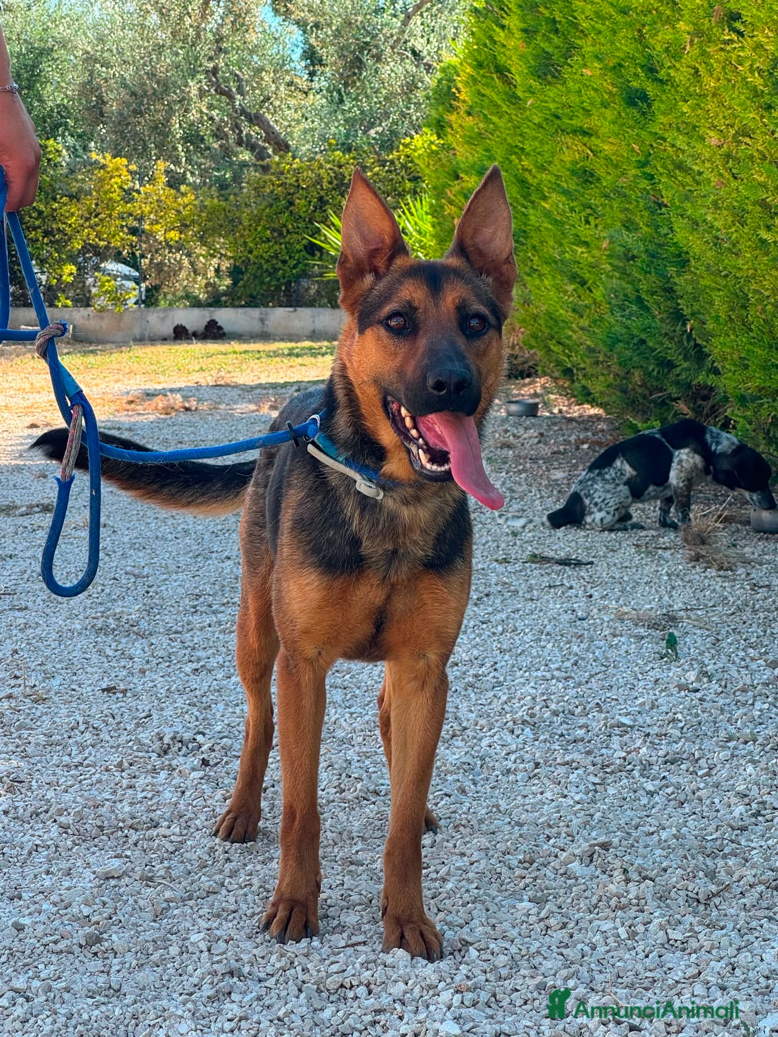 Meticcio cani Pepita favolosa pastorina dal pelo splendente  - Annuncio 11