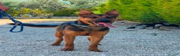 Meticcio cani in regalo: Pepita favolosa pastorina dal pelo splendente  a Città metropolitana di Milano - Annuncio 1