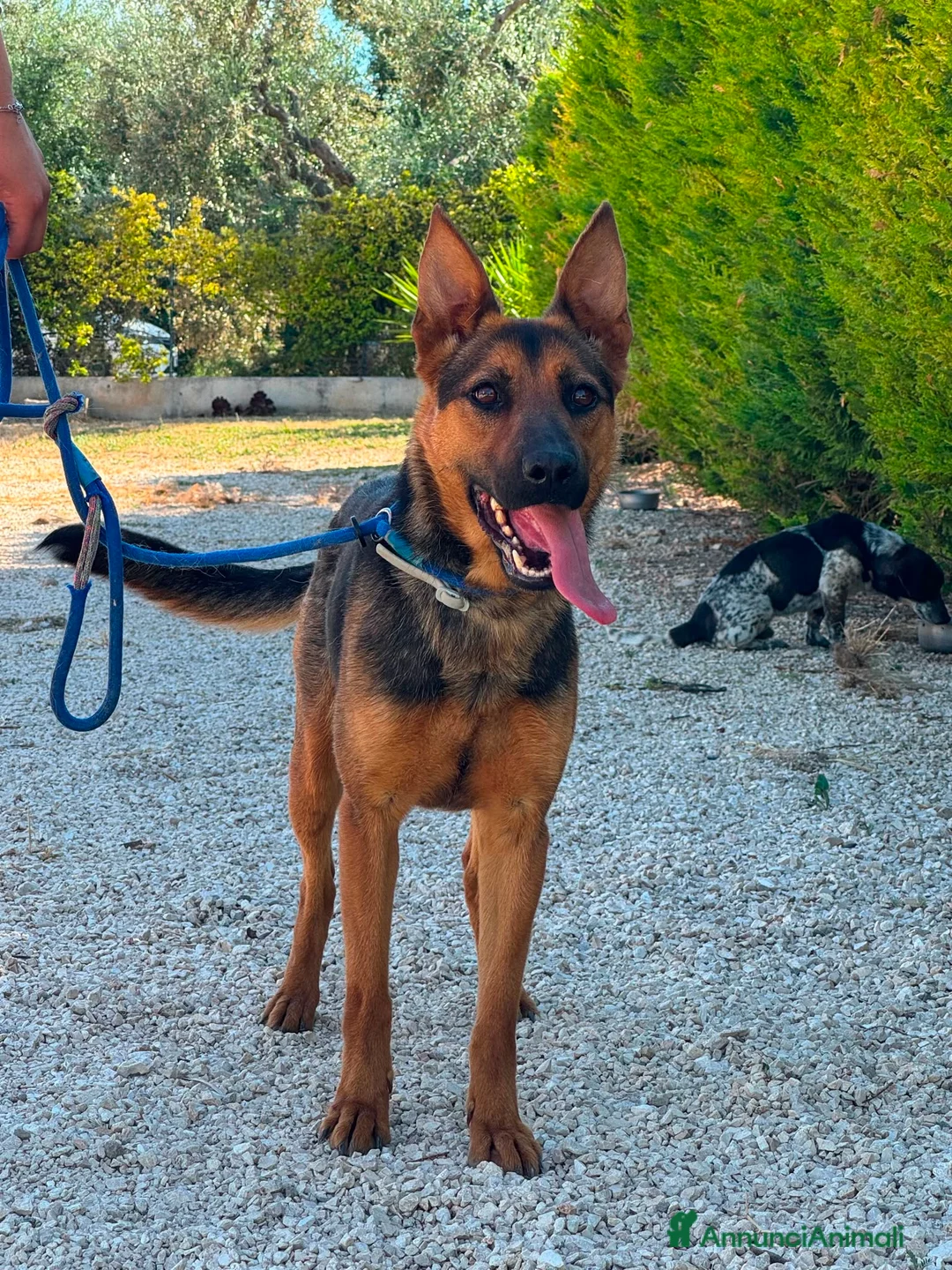 Meticcio cani in regalo: Pepita favolosa pastorina dal pelo splendente  a Città metropolitana di Milano - Annuncio 1
