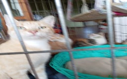 Europeo gatti in regalo: 5 cuccioli e mamma cercano casa❤️ - Immagine 2